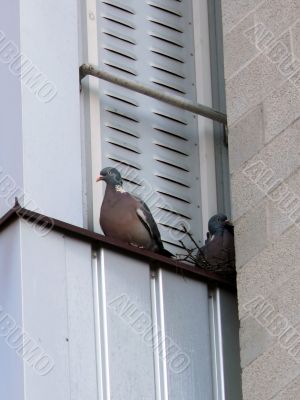 Doves On Balcony