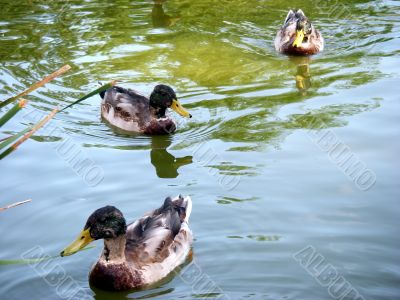 Triple In Ducks