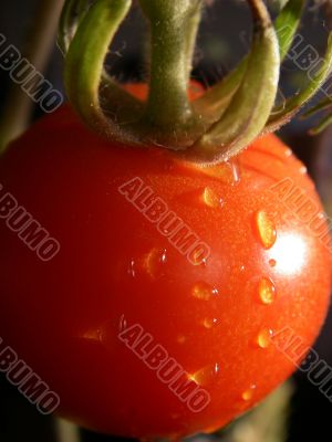 One Tomato