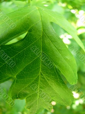 Green Leaf