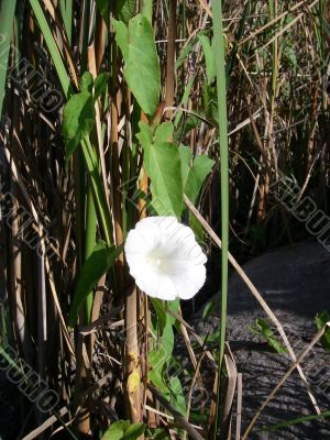 White Flower