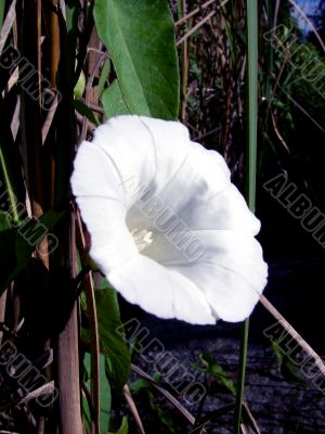White Flower