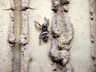 Salticus scenicus