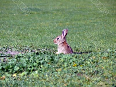 Wild Rabbit