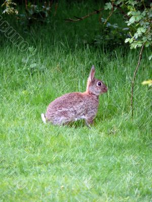 Wild Rabbit