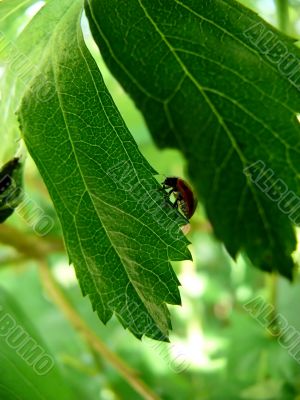 Ladybug
