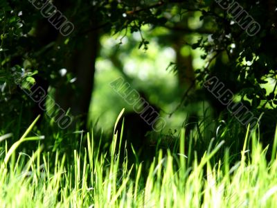 Rabbit Background