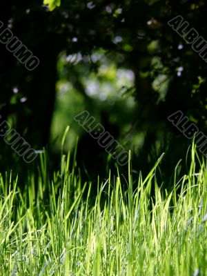 Rabbit Background