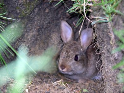Wild Rabbit