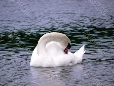 Swan Lake