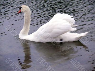 Swan Lake