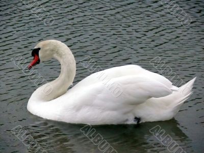 Mute Swan