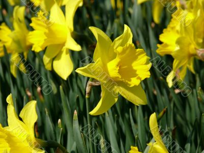 Narcissus Flower