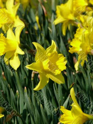 Narcissus Flower