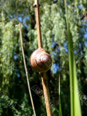 Snail Background