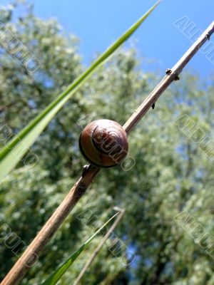 Snail Background
