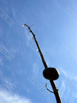 Snail Background