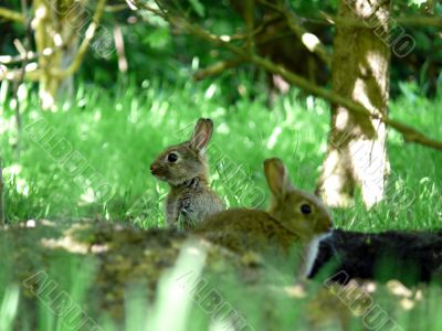 Wild Rabbits
