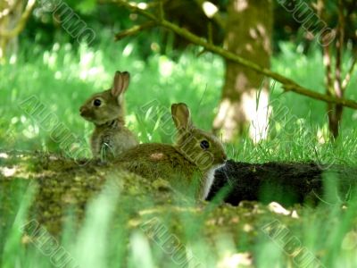 Wild Rabbits