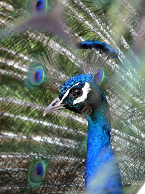 Peacock