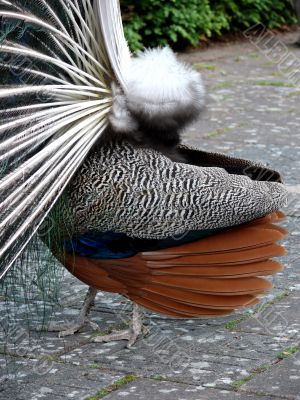 Peacock