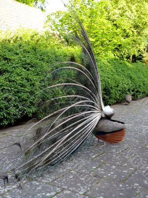 Peacock
