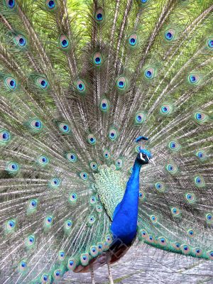 Peacock
