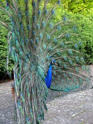 Peacock