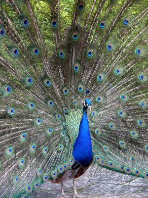 Peacock