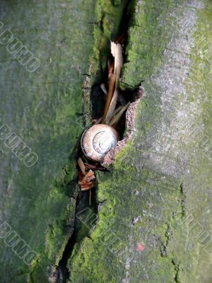 Snail In Tree