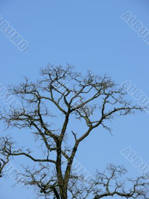 Tree Crown