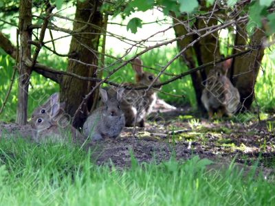 Wild Rabbit Family
