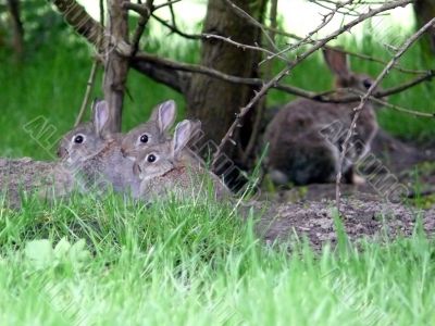 Wild Rabbit Family