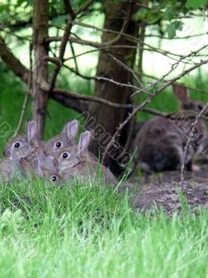 Wild Rabbit Family