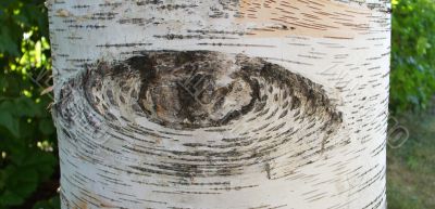 The Trees Have Eyes