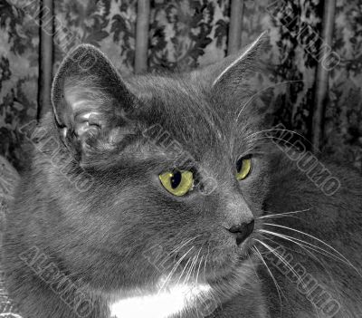 B&W cat with yellow eyes