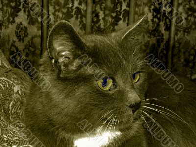 Sephia cat with yellow eyes