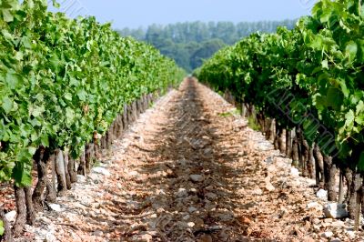 French Vineyard