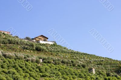 Mediterranean agriculture