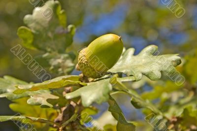 Oak with acorn