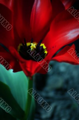 Tulip in red