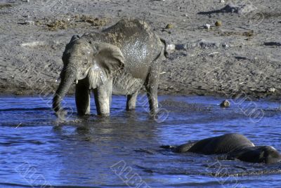 Elephant drinking at water hole