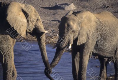 Young elephants sparring