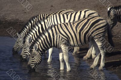 Three zebras