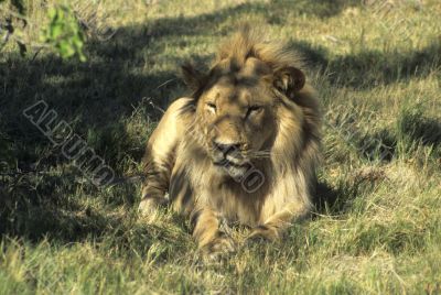 Male lion resting, head