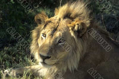 Male lion resting, head