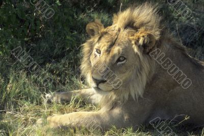 Male lion resting, head