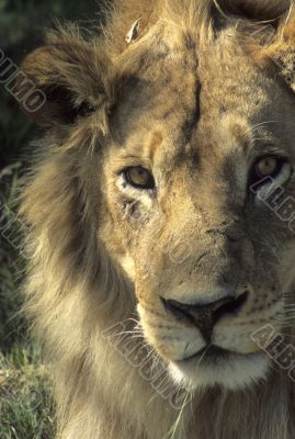 Male lion resting, head