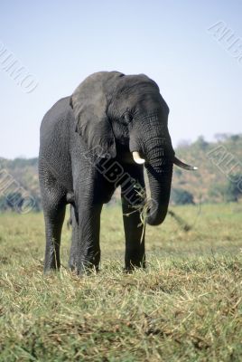 Elephant eating grass