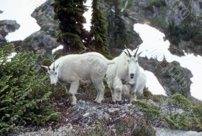 Curious Mountain goats